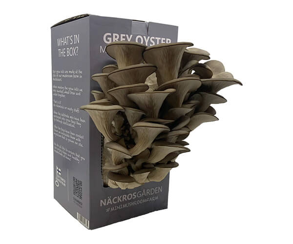 Cardboard Mushroom Growing Kit Boxes